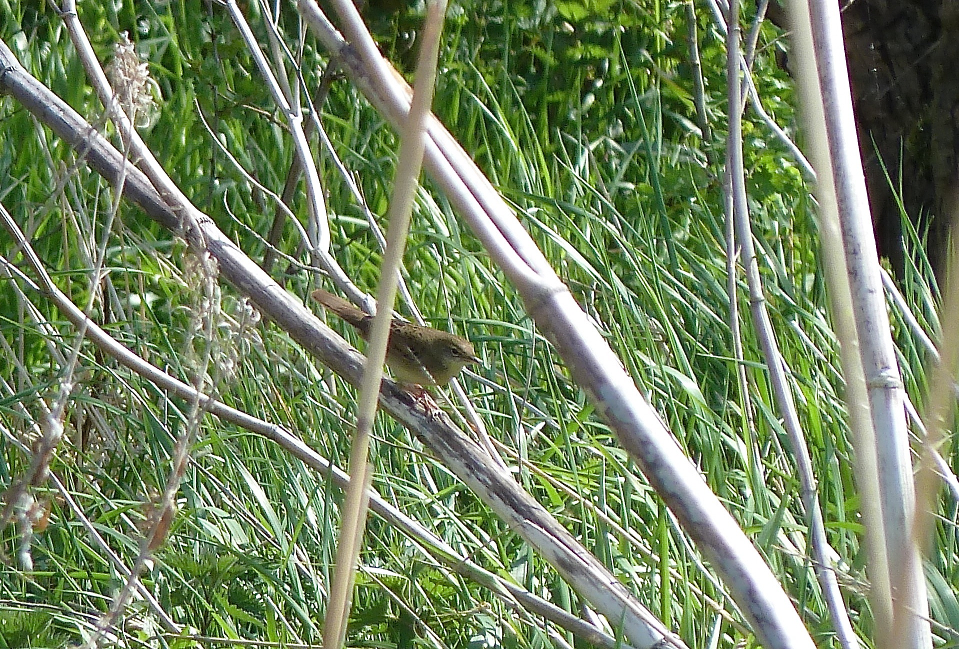 P1030449 grasshopper warbler