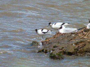 Avocets and a Blackheaded Gull