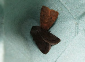 Clouded Drab and Chestnut moths