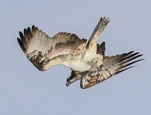 Osprey over Ogston 12th August
