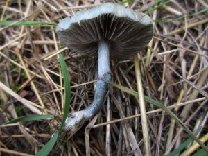 Photo of a Blue Roundhead mushroom (probably) found during the work party.