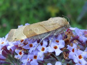 Broad-bordered Yellow Underwing