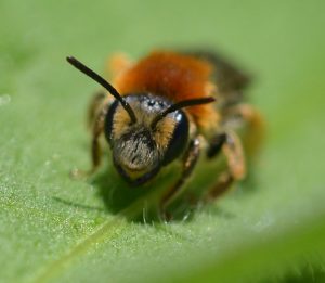 Early Mining Bee – Andrena haemorrhoa
